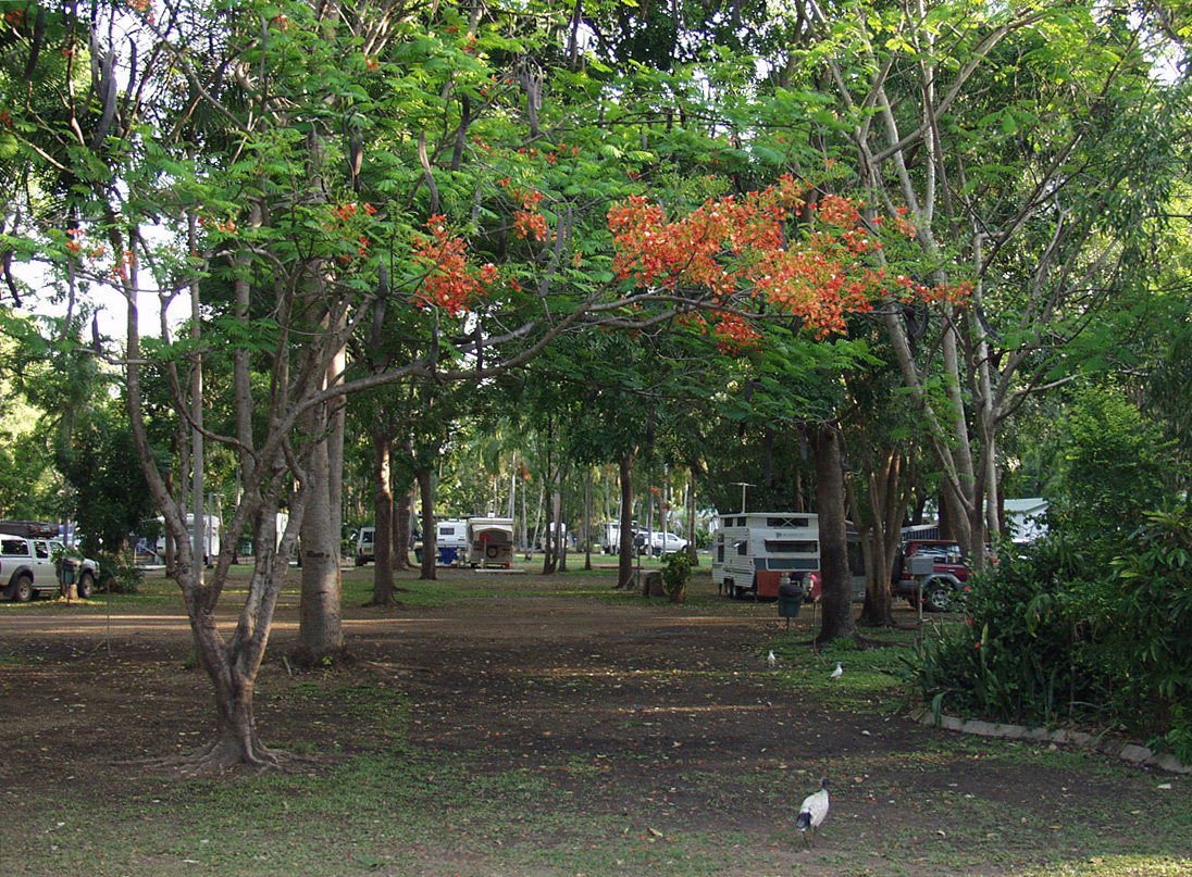 Image of Delonix regia specimen.