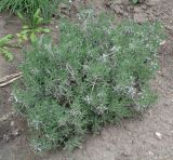 Lavandula