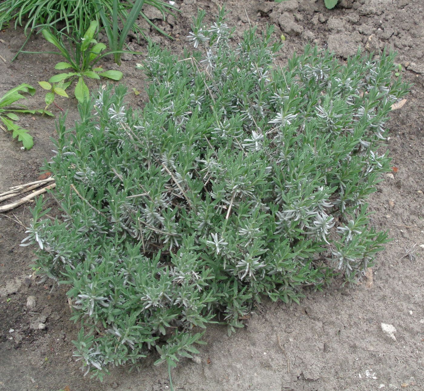 Изображение особи род Lavandula.