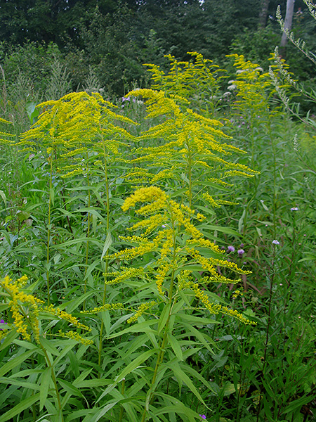 Image of Solidago gigantea specimen.