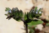 Buglossoides tenuiflora. Верхушка цветущего растения. Израиль, окр. г. Арад, фригана на каменистом склоне. 03.03.2020.