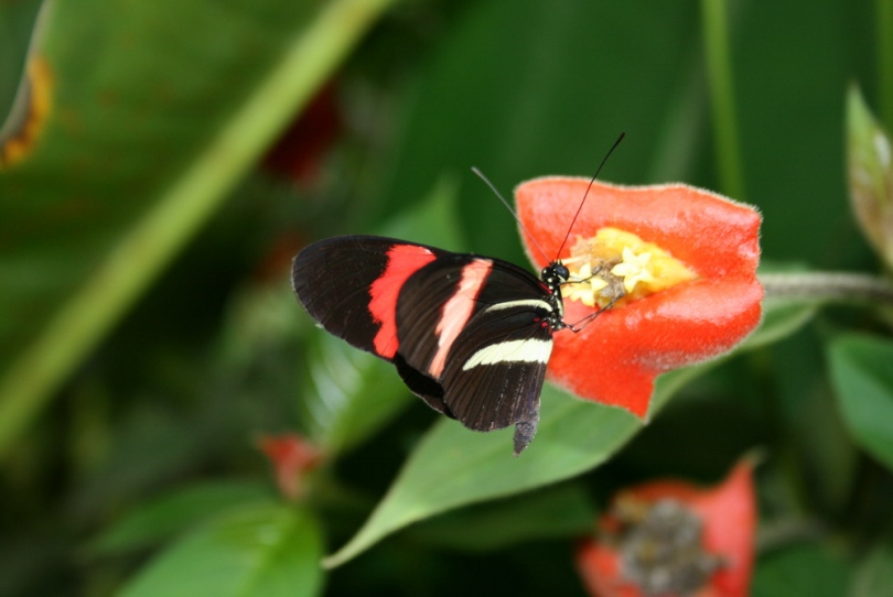 Изображение особи Palicourea tomentosa.