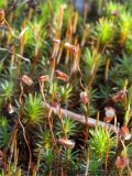 Polytrichum juniperinum. Спорогоны. Карелия, Муезерский р-н, гора Воттоваара, каменистая зарастающая гарь. 25.09.2019.