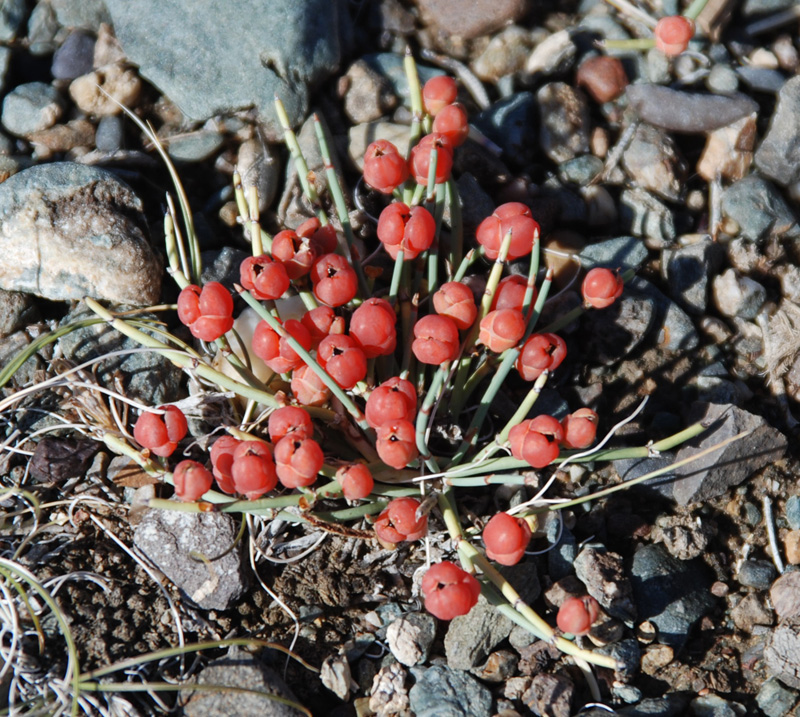 Изображение особи Ephedra fedtschenkoae.