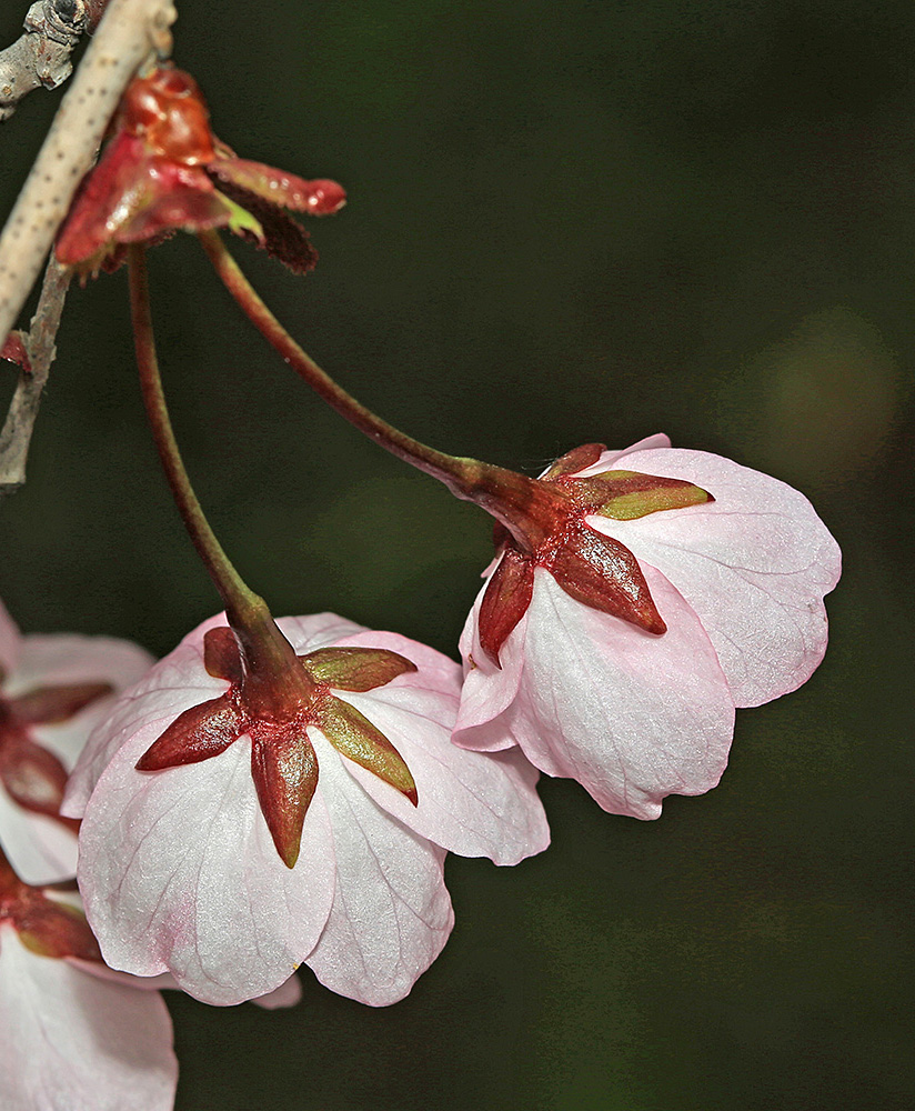 Image of Cerasus sachalinensis specimen.