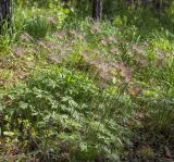 Pulsatilla patens. Плодоносящие растения. Пермский край, г. Пермь, Кировский р-н, сосновый бор, прилегающий к песчаному карьеру. 23.05.2020.