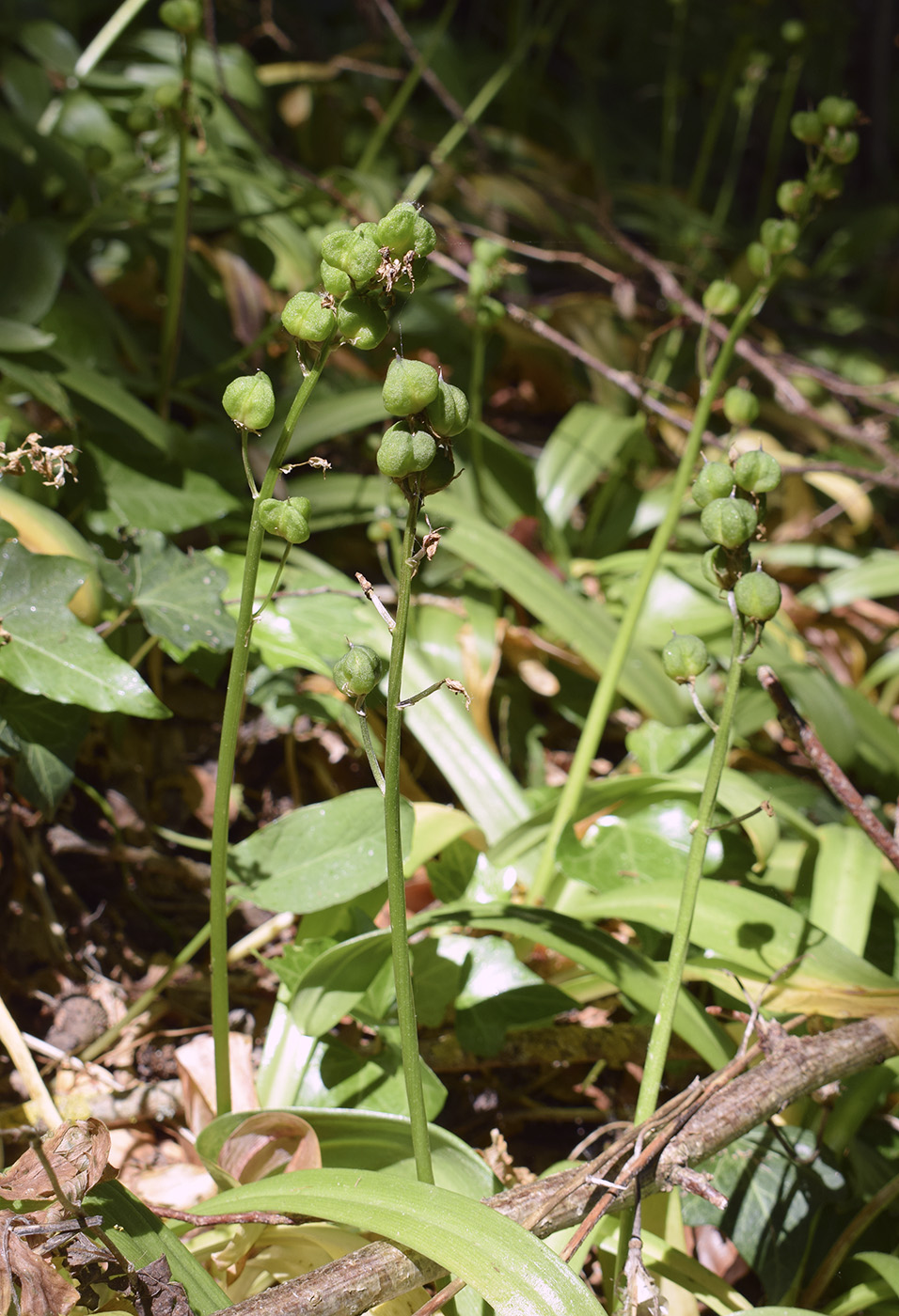 Image of Scilla lilio-hyacinthus specimen.