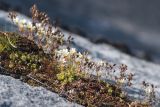 Saxifraga cespitosa. Вегетирующие и цветущие растения с прошлогодними сухими генеративными побегами на моховой подушке на выходе скальных пород. Мурманская обл., окр. пос. Росляково, берег Кольского залива. 14.06.2020.