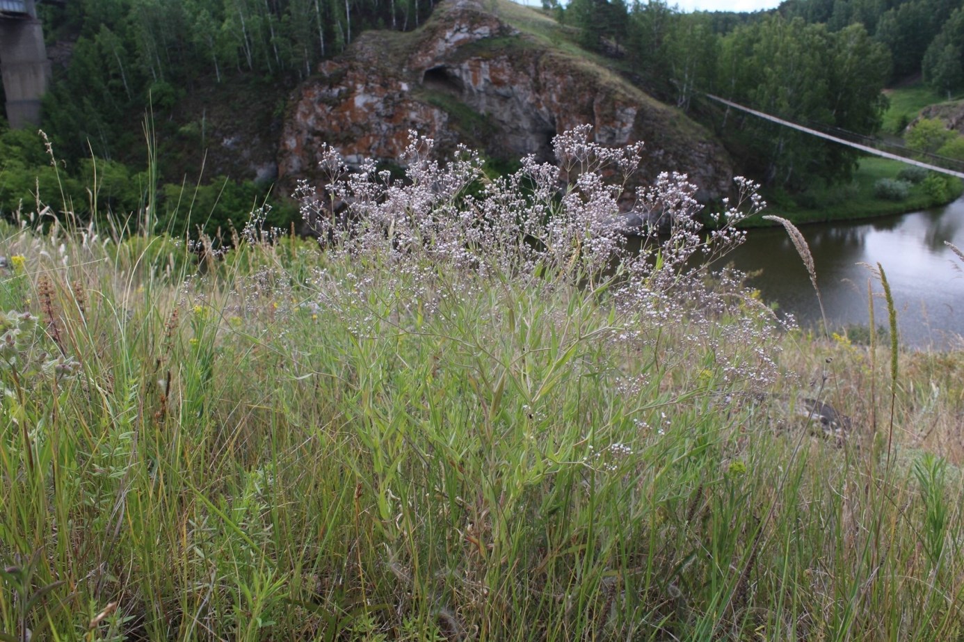 Изображение особи Gypsophila paniculata.