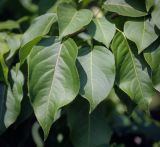 Pyrus ussuriensis. Листья. Пермский край, г. Пермь, Ленинский р-н, городская эспланада, сквер, в озеленении. 06.07.2020.