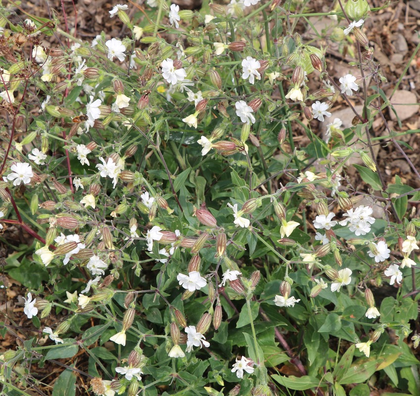 Изображение особи Melandrium latifolium.