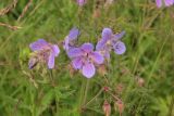 Geranium pratense