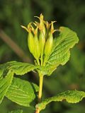 Weigela middendorffiana