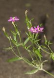 род Centaurium. Верхушка растения с цветками и завязавшимися плодами. Краснодарский край, Апшеронский р-н, окр. станицы Самурская, пойма р. Пшеха, илисто-песчаный пляж. 13.08.2020.