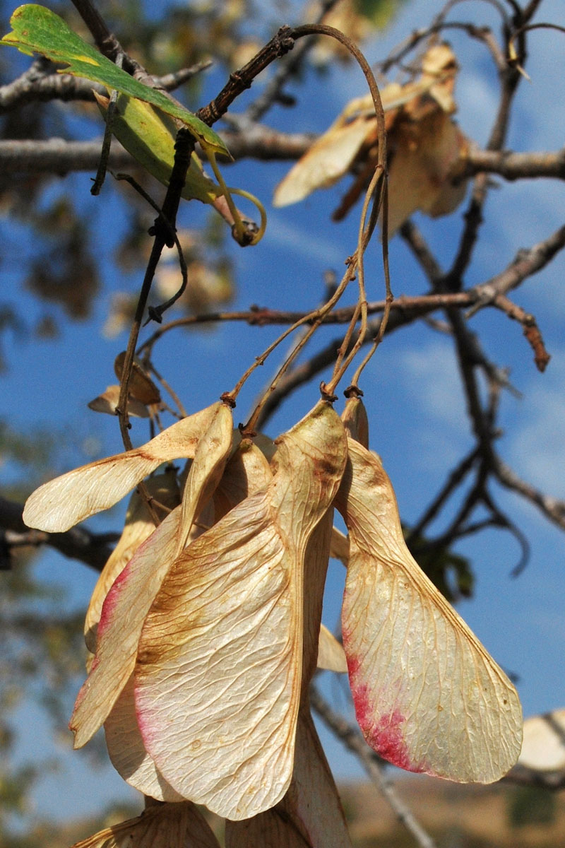 Image of Acer semenovii specimen.