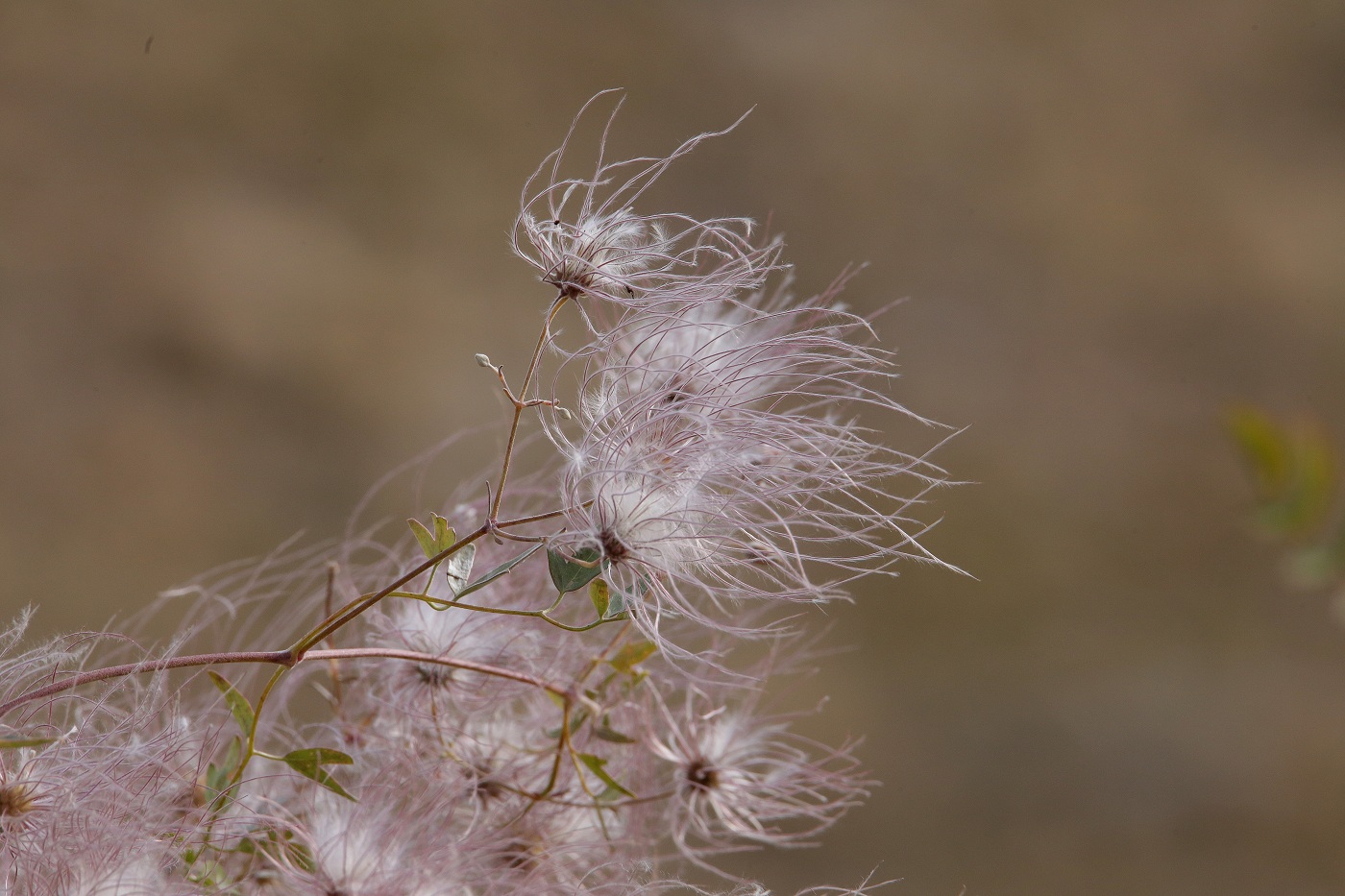 Image of Clematis orientalis specimen.