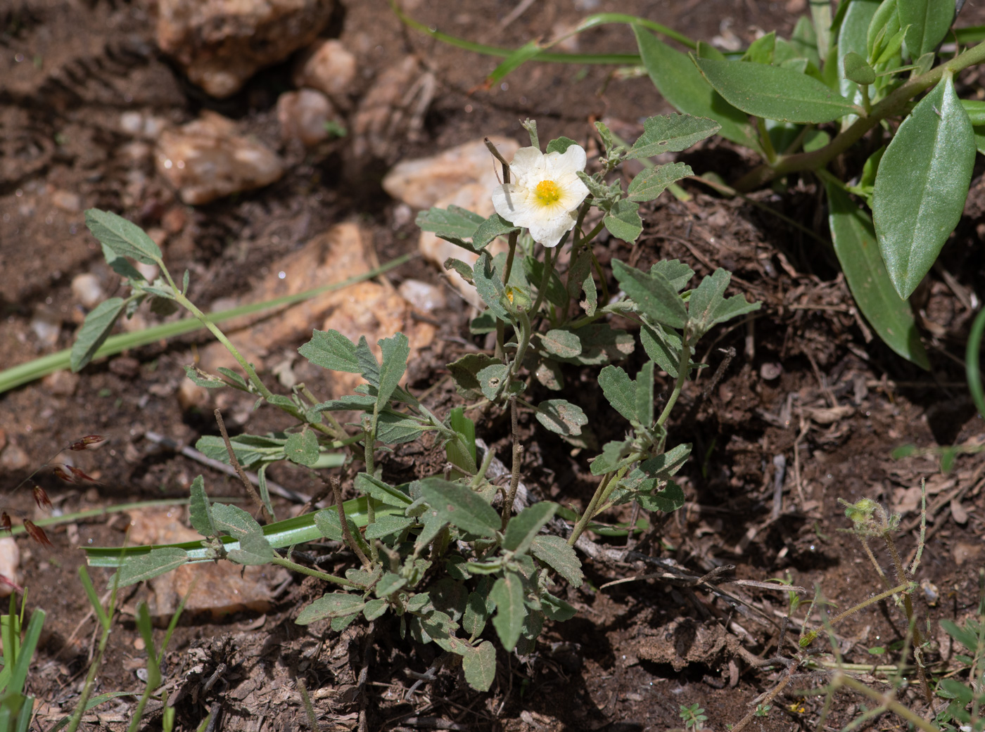Image of Sida ovata specimen.