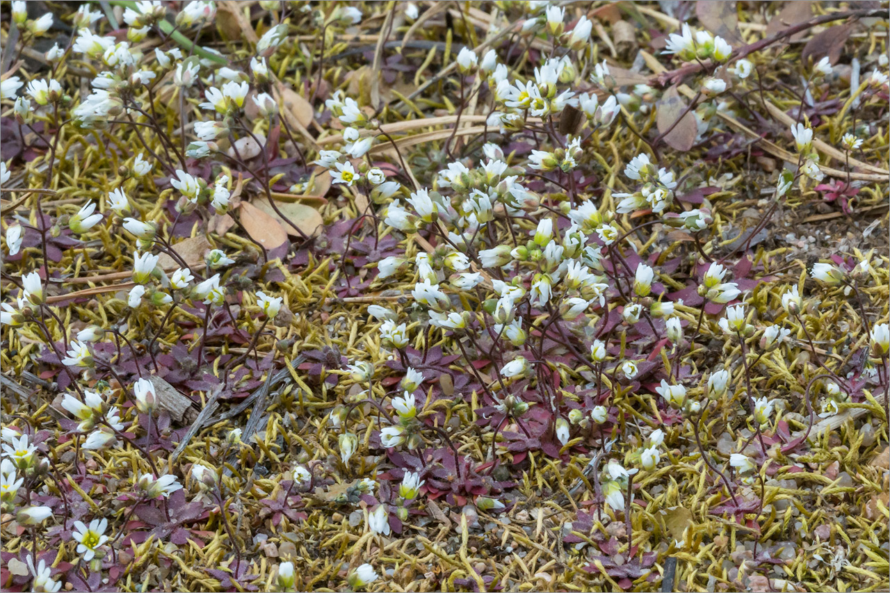 Изображение особи Erophila verna.