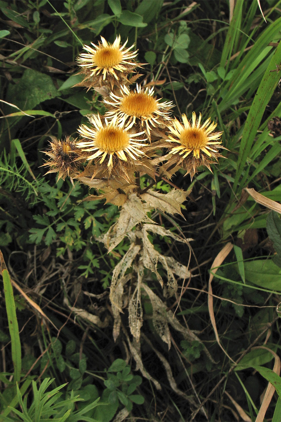 Image of Carlina intermedia specimen.