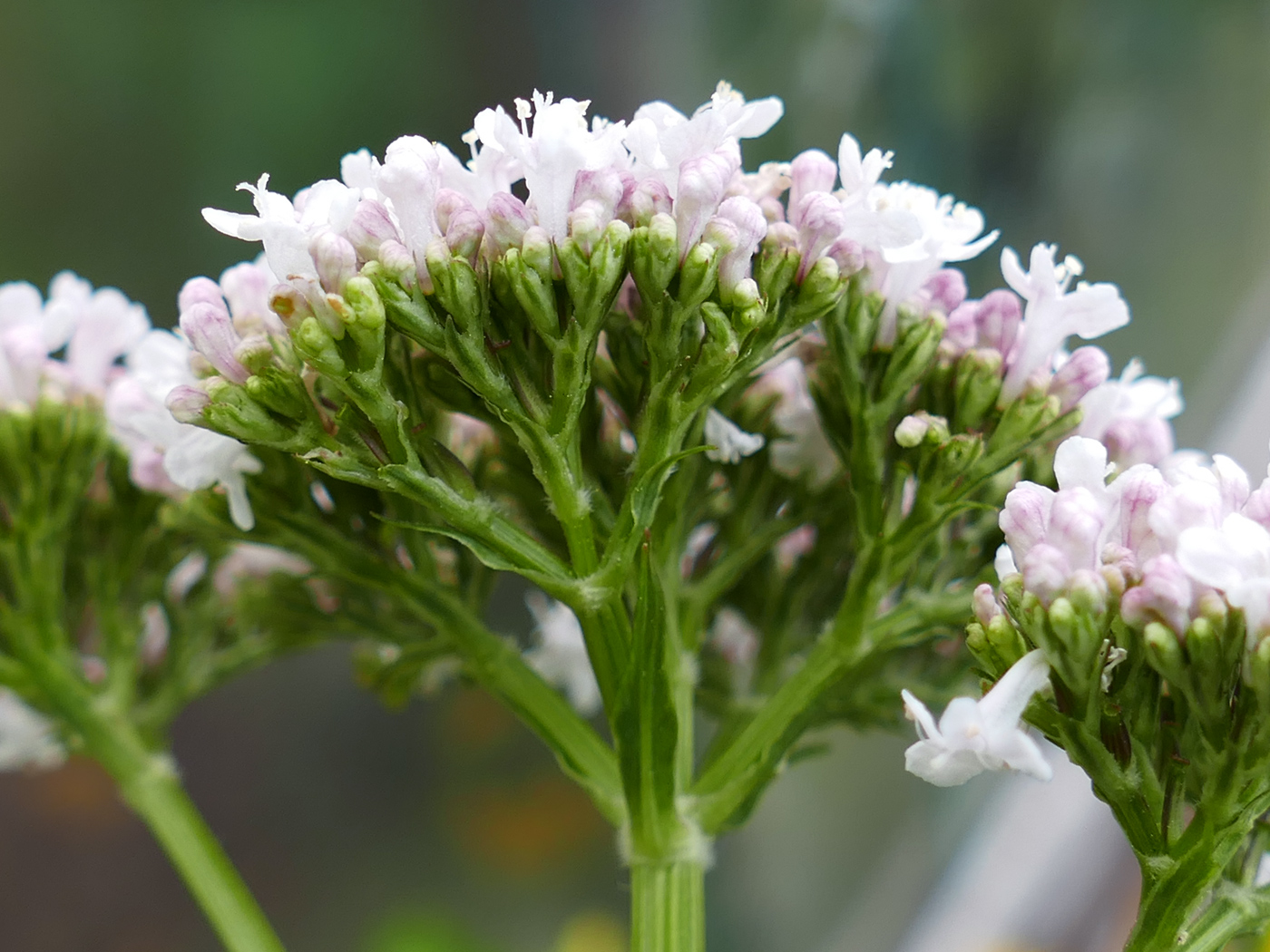 Image of Valeriana wolgensis specimen.