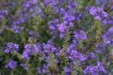 род Linaria