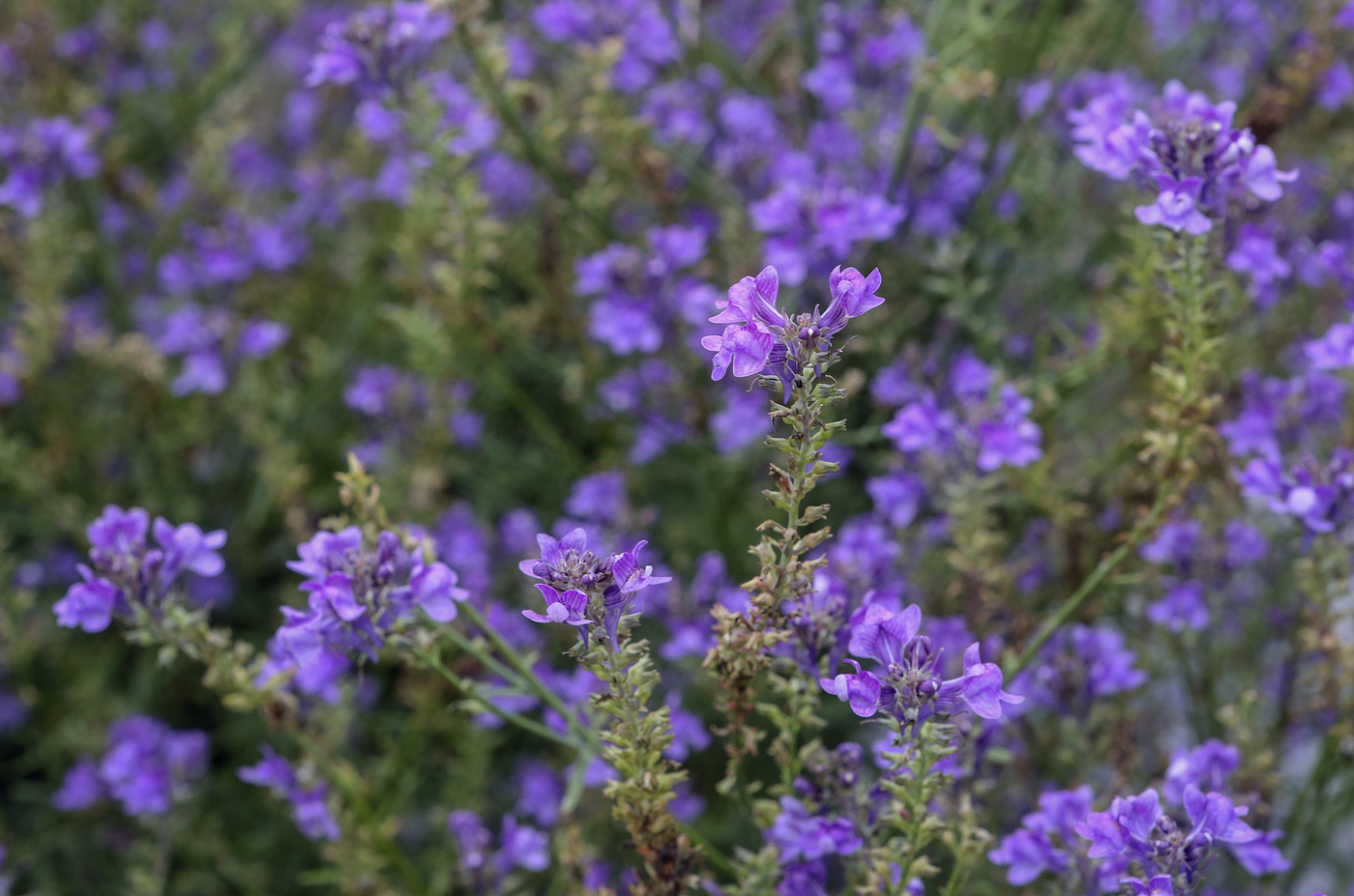 Image of genus Linaria specimen.