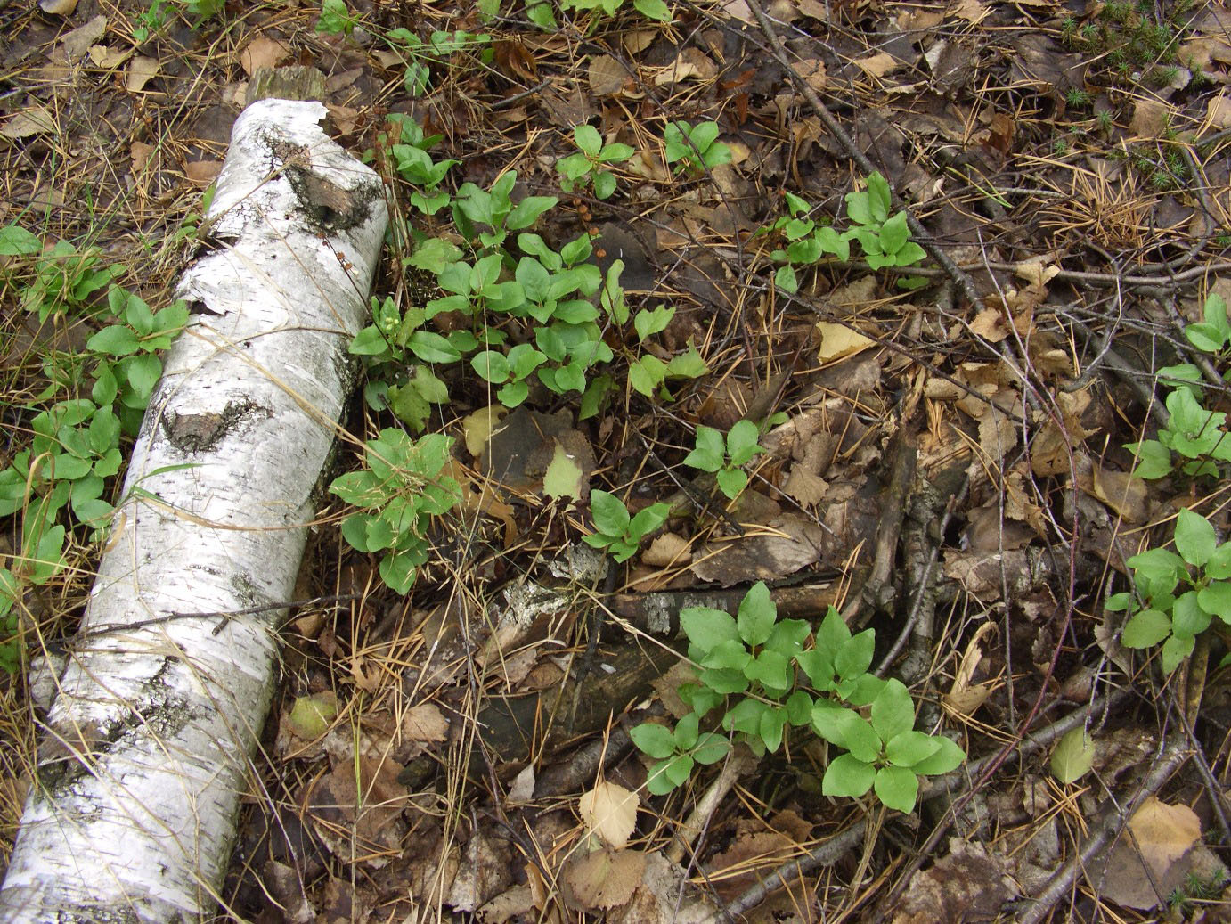 Image of Orthilia secunda specimen.