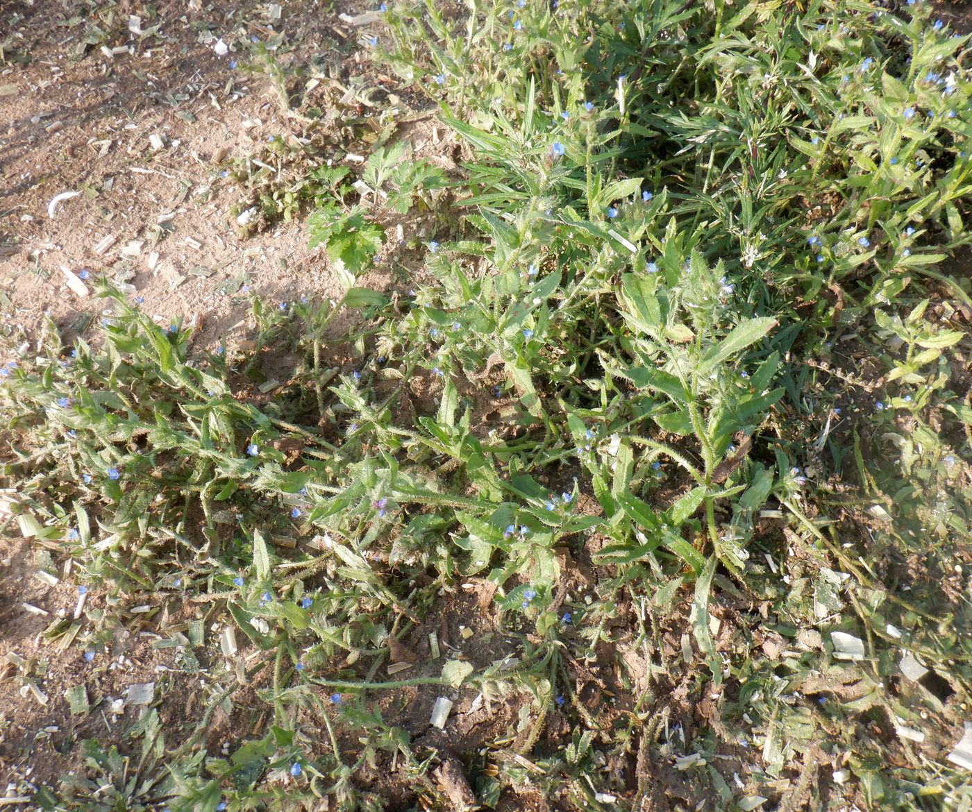 Image of Lycopsis arvensis specimen.