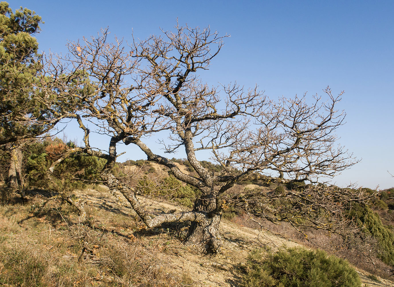 Изображение особи Quercus pubescens.