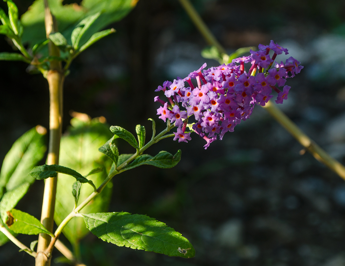 Изображение особи род Buddleja.