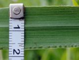 Calamagrostis epigeios. Пластинка стеблевого листа в средней части. Республика Алтай, Шебалинский р-н, южный макросклон г. Соловковая, луг на высоте около 700 м н.у.м. 28.07.2010.