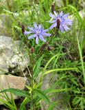 Lactuca sibirica. Верхушка цветущего растения. Якутия, Хангаласский улус, берег р. Синей. Июль 2013 г.