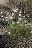 Eriophorum vaginatum