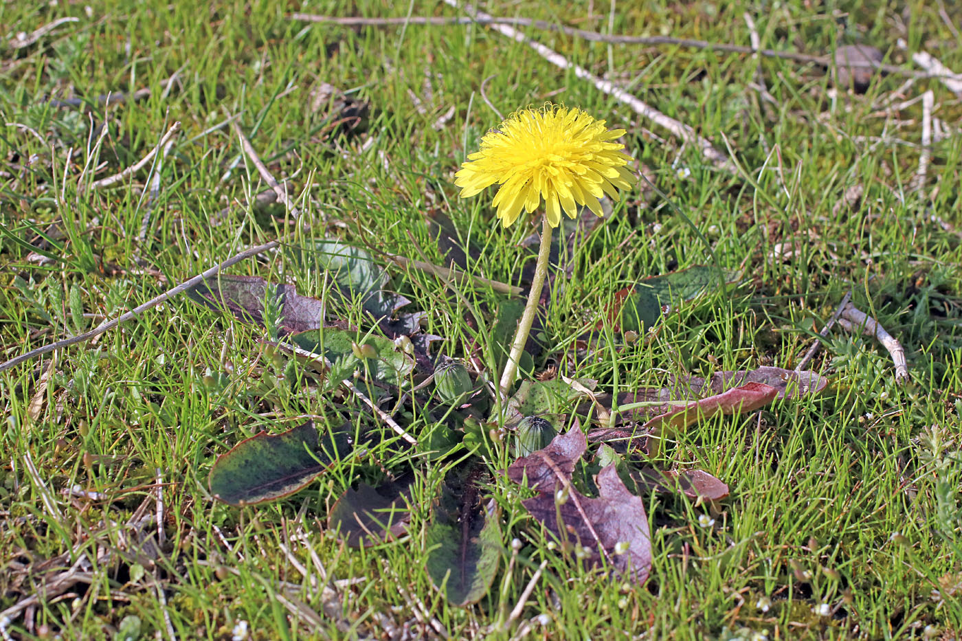 Изображение особи Taraxacum monochlamydeum.