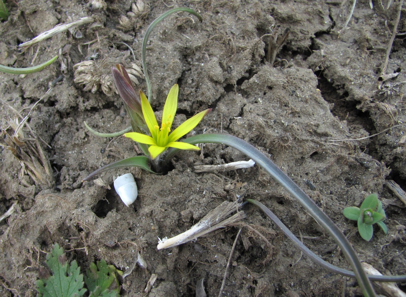 Image of genus Gagea specimen.