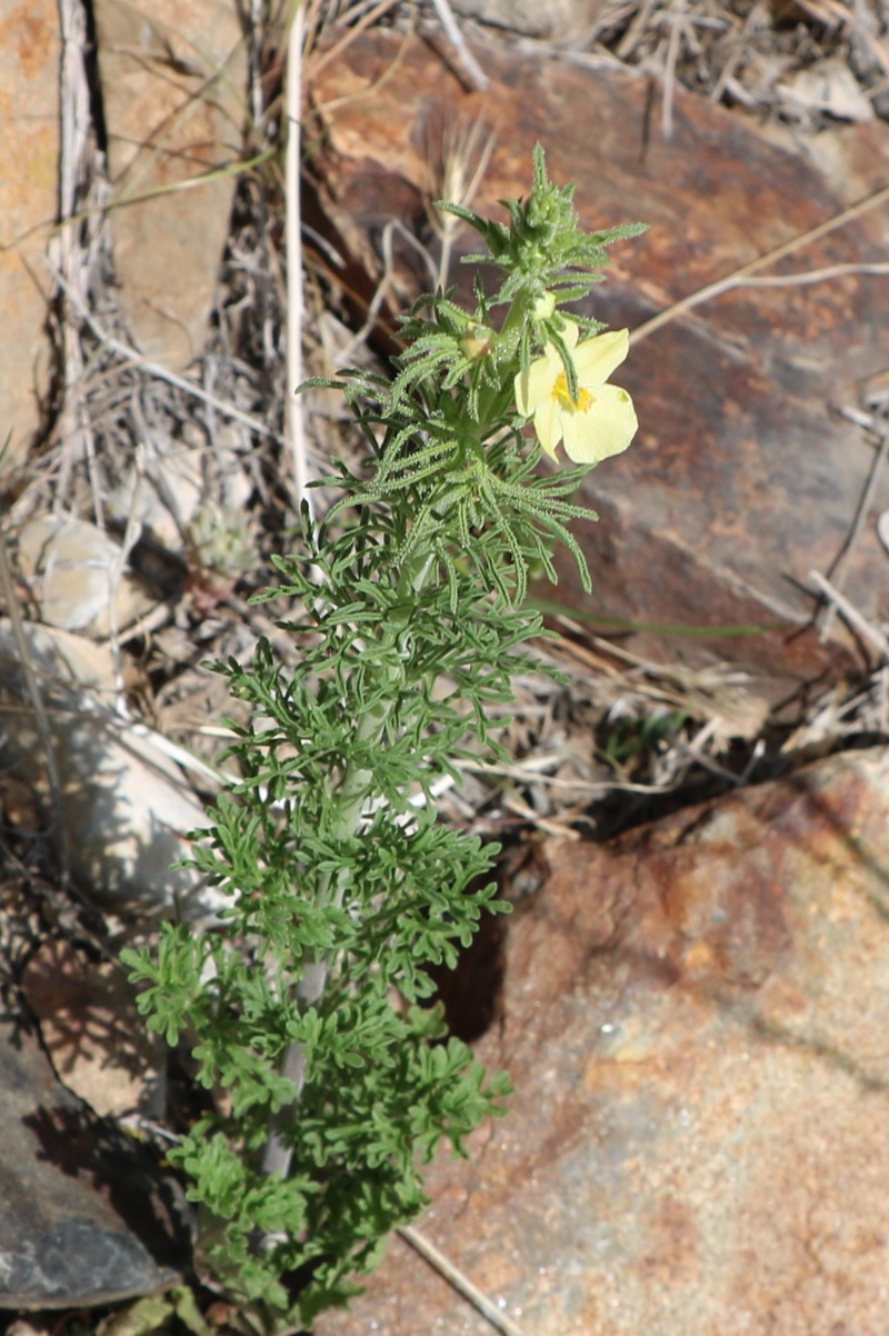 Изображение особи Verbascum orientale.