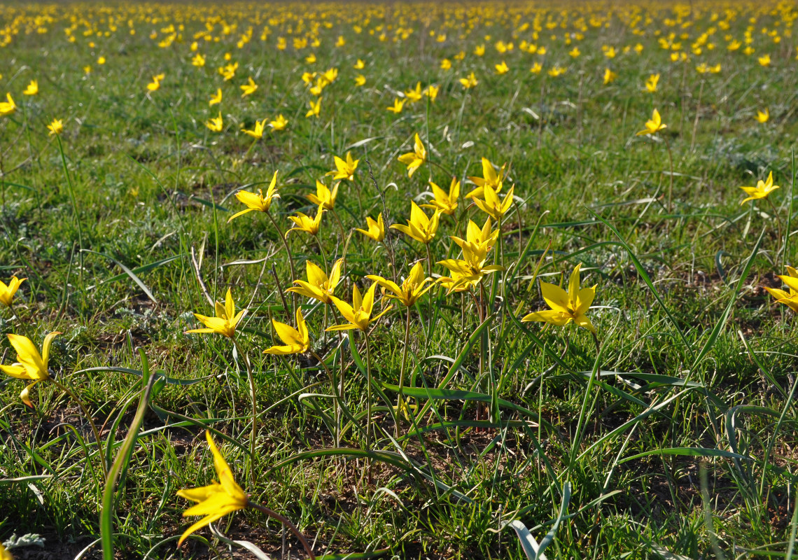 Image of Tulipa biebersteiniana specimen.
