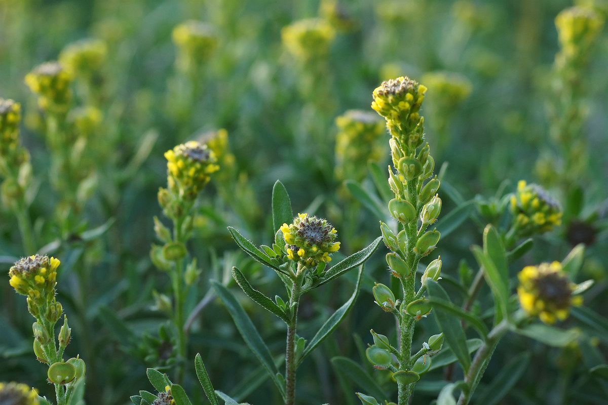Изображение особи Alyssum turkestanicum var. desertorum.