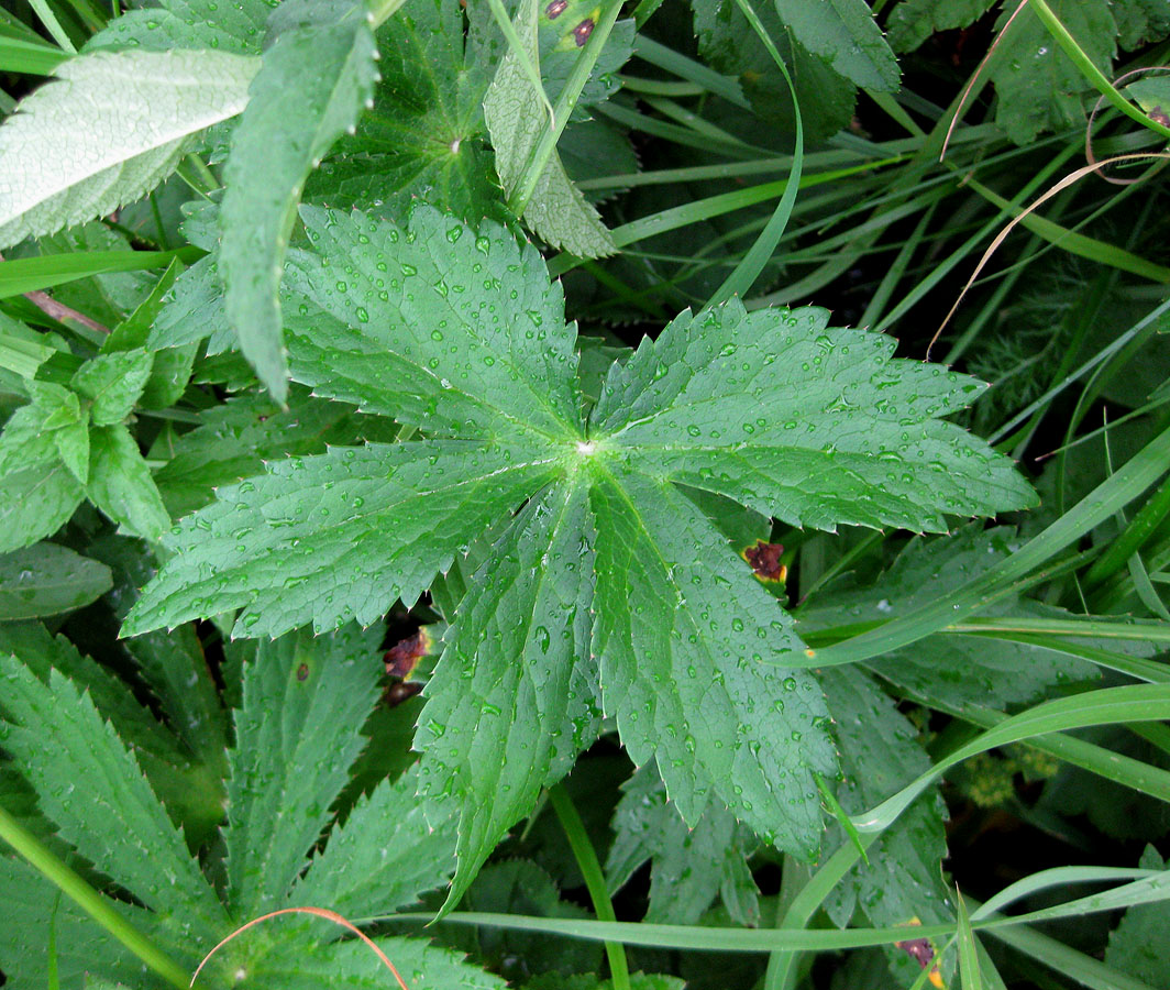 Image of Astrantia major specimen.