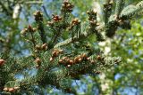 Picea glauca. Ветвь с просыпающимися почками. Ленинградская обл., окр. пос. Дубки, дачный участок, в культуре. 16.05.2021.