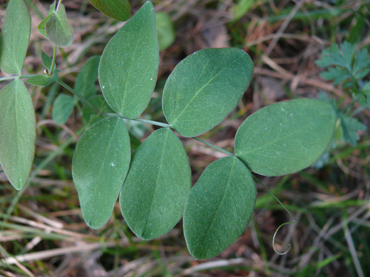 Изображение особи Lathyrus humilis.