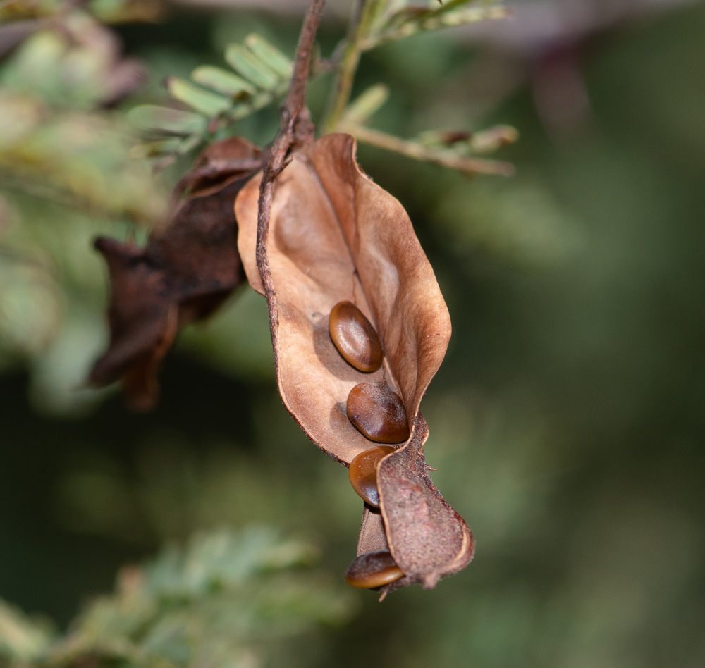 Image of Mimosa aculeaticarpa specimen.