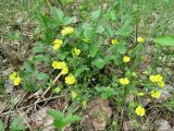 Potentilla fragarioides