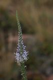 Veronica pinnata