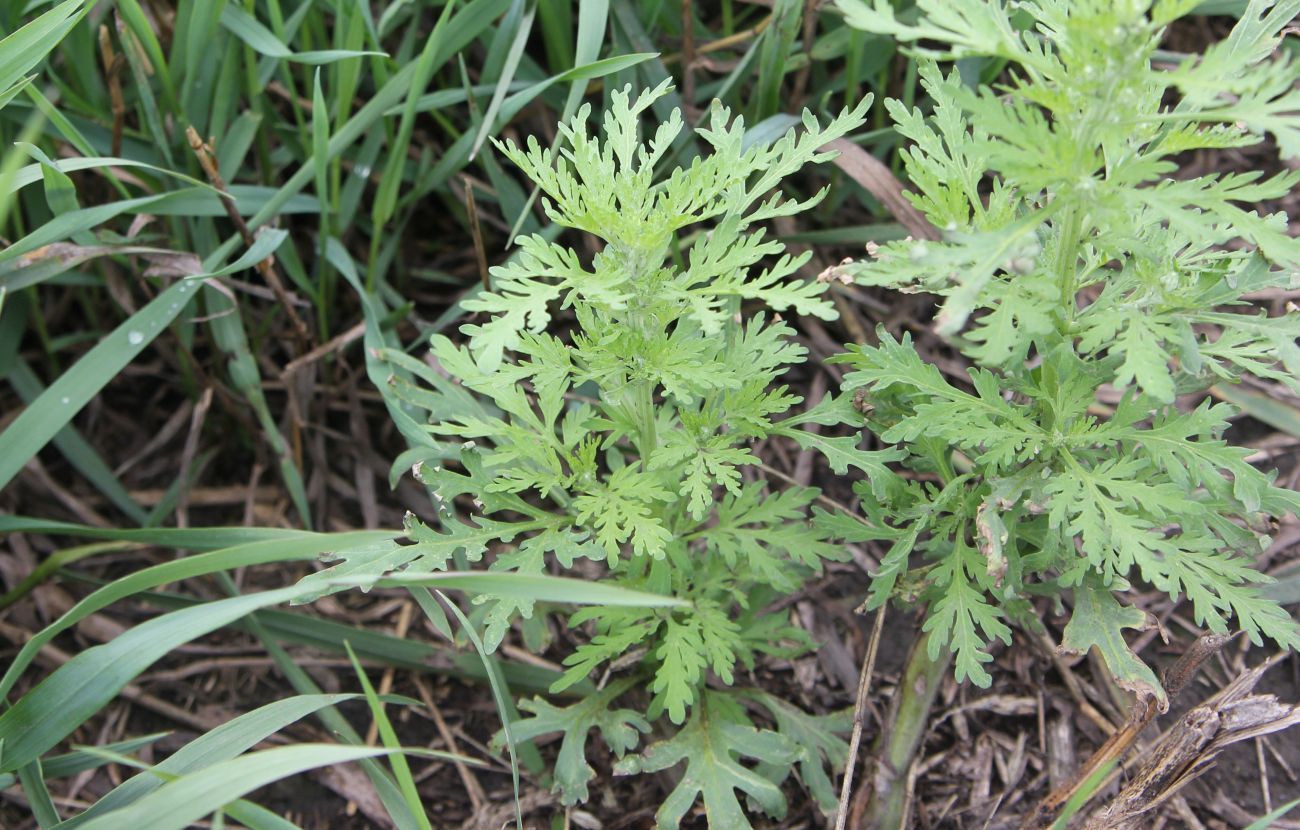 Image of familia Asteraceae specimen.