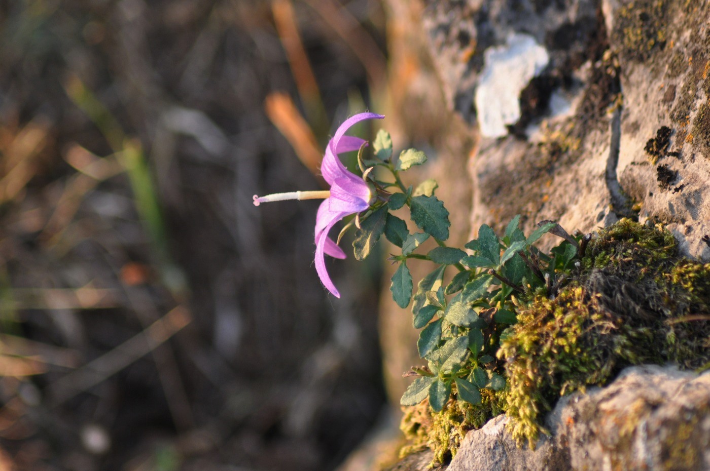 Image of Campanula lezgina specimen.