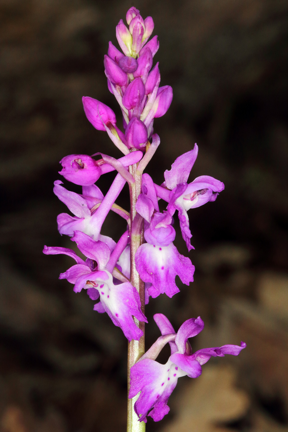 Изображение особи Orchis mascula.