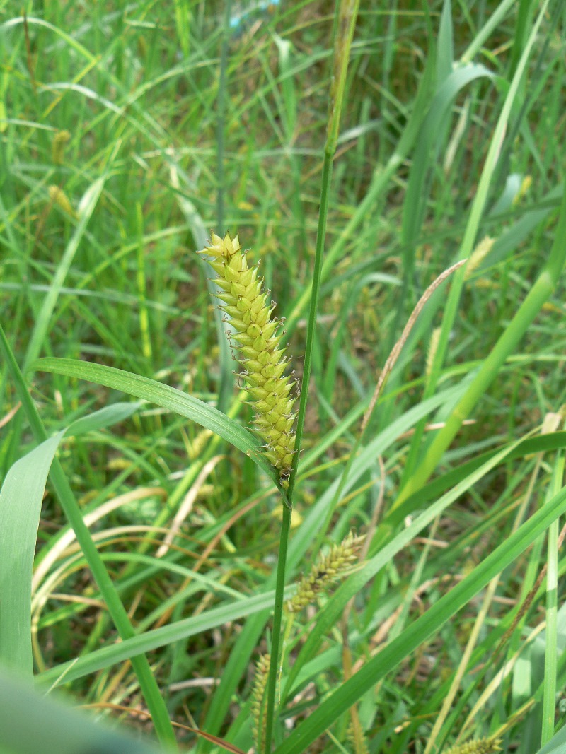 Изображение особи Carex vesicata.