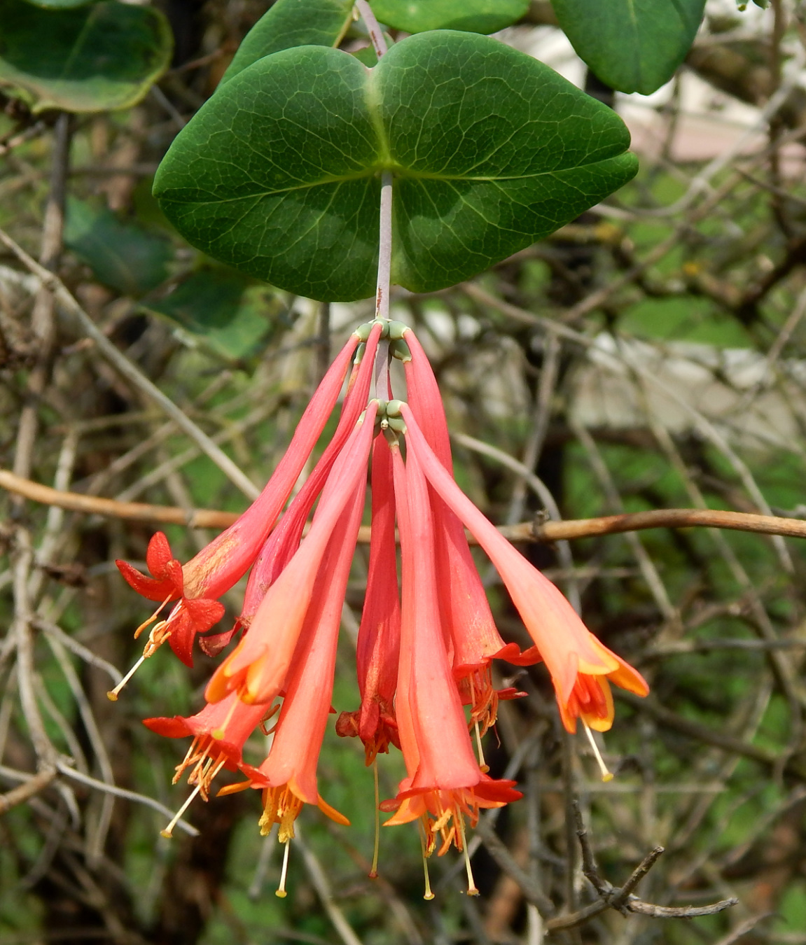 Image of Lonicera × brownii specimen.