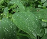 Polygonatum multiflorum